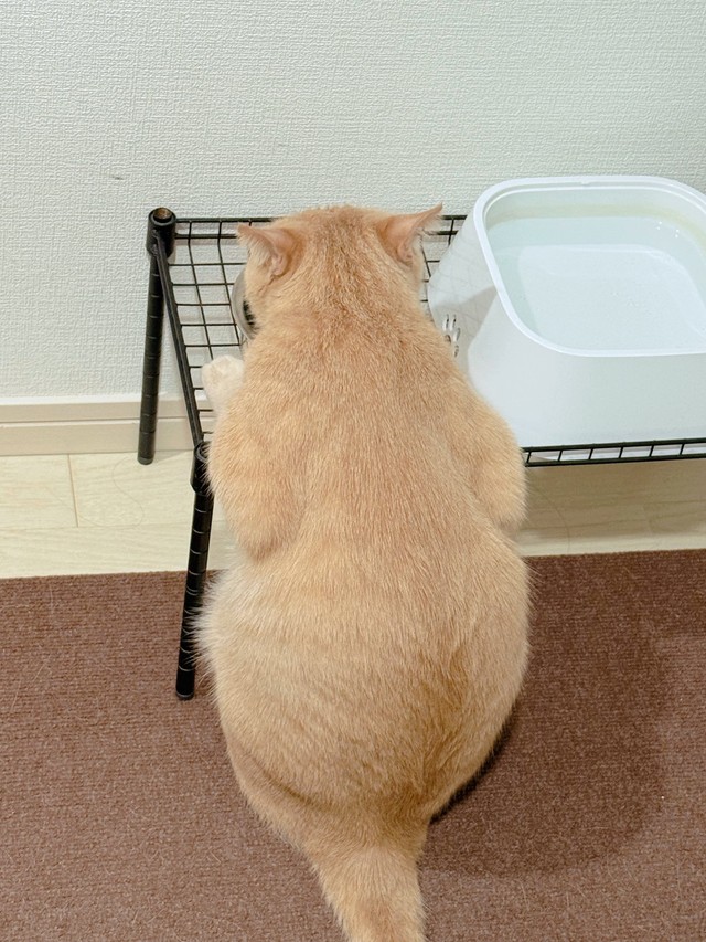 後ろから見た毎朝のルーティン姿（提供：おかかときんぴらさん）
