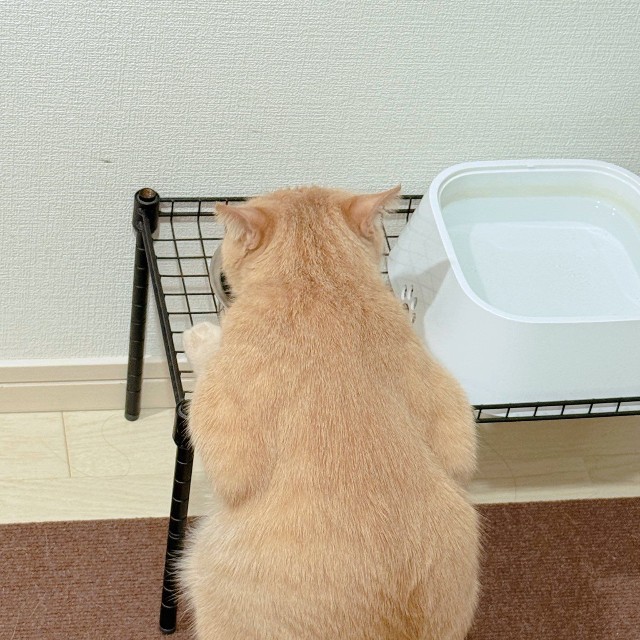 後ろから見た毎朝のルーティン姿（提供：おかかときんぴらさん）