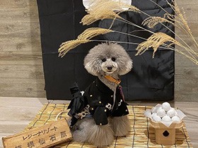 先輩わんこの手助けで、苦手なキャリーバッグを克服 トイプードル「ラフ」