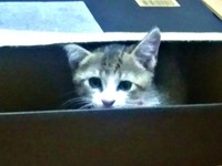 子猫時代、ひょっこり箱から顔をのぞかせるポポくん（画像提供：YuuuuJtny-Kさん）