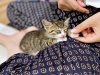 保護当日、膝上で眠り始めたかつおちゃん（画像提供：ネムノキさん）