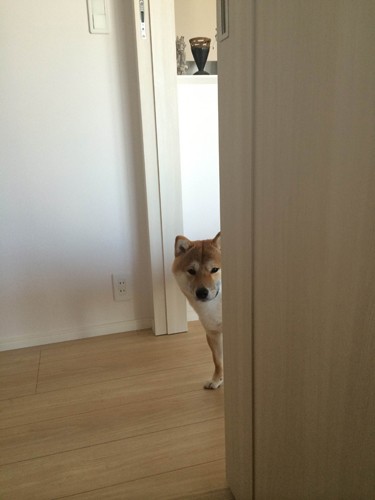 赤ちゃんを見た時、少し戸惑った…『子守り柴犬　銀兄ちゃん』より