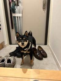 散歩の後まだ足を洗っていないから玄関で待つ賢いごまちゃん（提供：豆柴ごま娘さん）