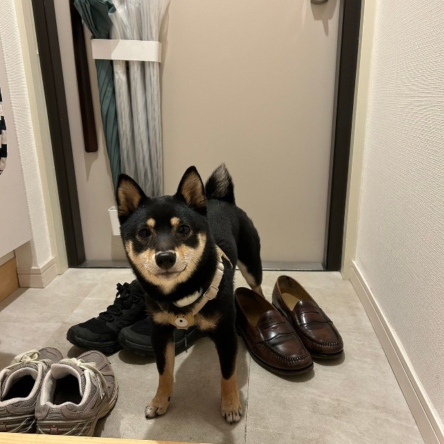 散歩の後まだ足を洗っていないから玄関で待つ賢いごまちゃん（提供：豆柴ごま娘さん）