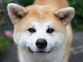 福島の山を放浪していた秋田犬　鎌倉の優しい家族に出会う