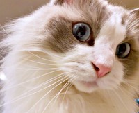 スマホを見ているとーーお腹にのって存在感をアピールするシャルくん（画像提供：しゃるどねこさん）