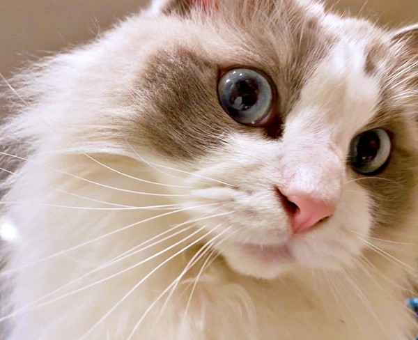 スマホを見ているとーーお腹にのって存在感をアピールするシャルくん（画像提供：しゃるどねこさん）