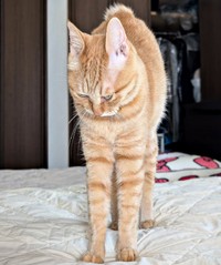 「ボニャール」のお手本もできるんです！ 伸びるぷりんちゃん（画像提供：ぷりんちゃん𝕏さん）