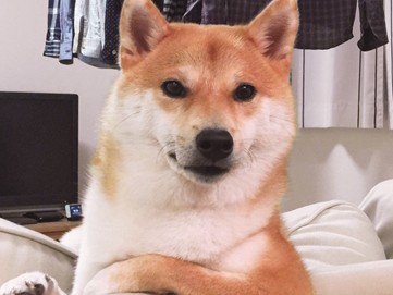 インスタで人気　くりくり目、ふわもこ系柴犬「だいふく」写真集