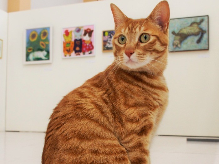 虎之介は、東京下町のノラの子。持ち込まれて、スタッフの家にもらわれた。