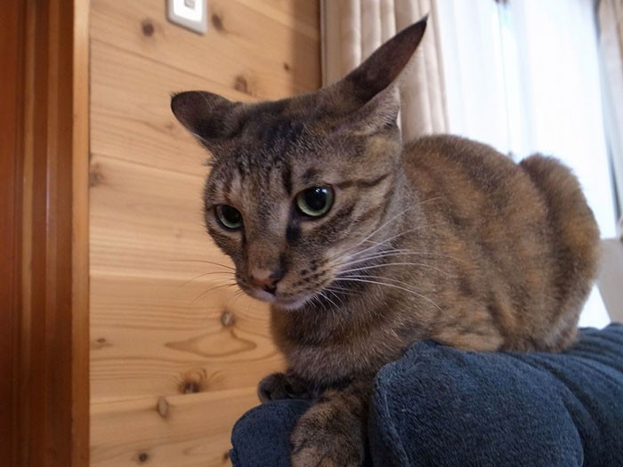 ちょっとワイルド