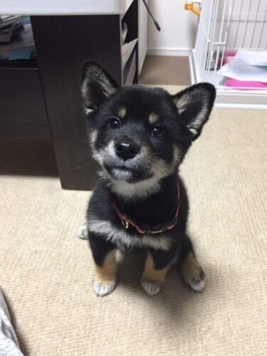 家にきたころの「ラガー」