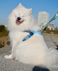 ファンサ（サモエド・スマイル）をもらう際は、マナーと約束を守ってお互い安全に！（画像提供：サモエドのダッツさん）