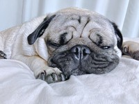 愛らしいポーズで飼い主さんをメロメロにするうーぺーくん（画像提供：パグのうーぺーさん）