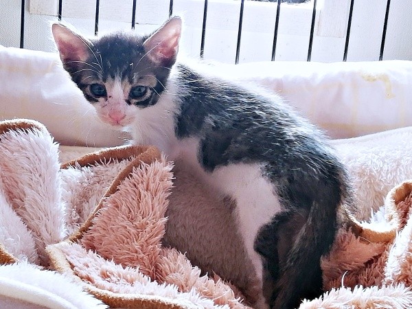 お迎え初日、生後1カ月半、体が長めだったくうちゃん（画像提供：Ｙさん）