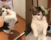 おもちゃの猫じゃらしを「つかんだとき」と「つかめなかったとき」の表情の落差が激しすぎるとTwitter上で話題になったライちゃん（提供写真）