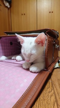 ぽわたんが出ていったあと、ひとりで眠るぽわりん（提供写真）