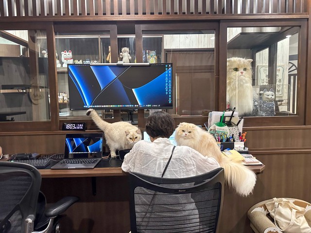 猫社員たちもお仕事中（提供：ねこ大家｜猫のための家づくりさん）