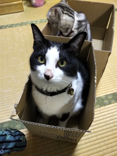 めちゃイケメンのはっぴーの兄弟ハヤテ君。後ろのヒメちゃんと一緒に歯磨きの練習をしているそうです（ハヤテ君パパ提供）