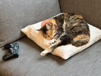 この爪の主「トルコちゃん」（山本さほさん提供）