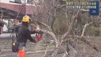 クマを引き寄せる木を伐採　１２月も目撃相次ぐ　宮城・栗原市