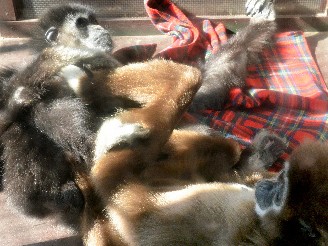 少子高齢化すすむ動物園　手厚い世話で世界最高齢も