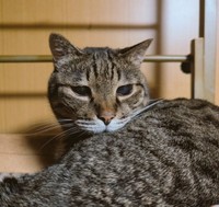 キジトラの幸之丞くん