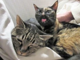 人それぞれ猫との“距離感”　私は“猫様”を見るだけで幸せ…