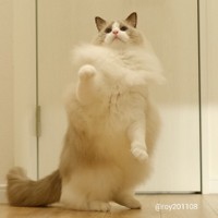 飛ぶのは難しいと修行中＝ロイ(Roy)くん@ラグドールさん（@roy201108）提供