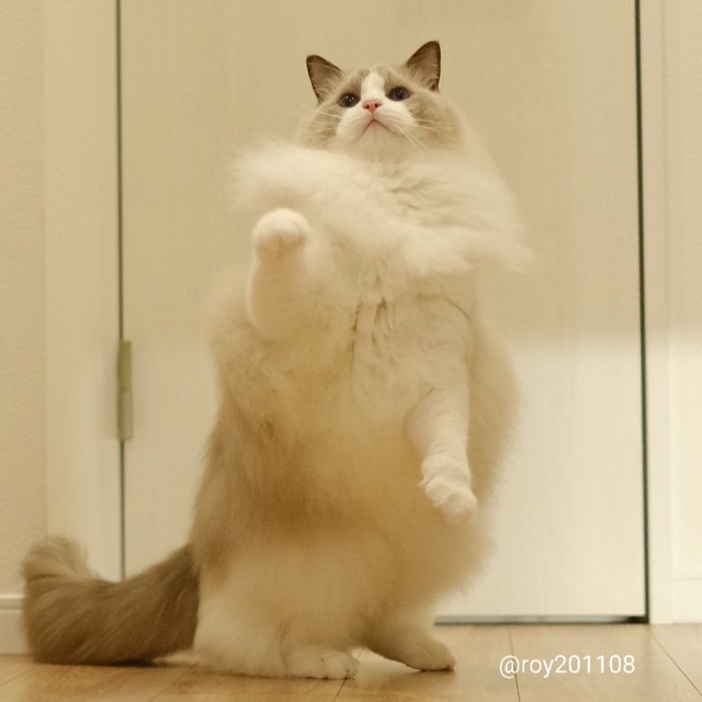 飛ぶのは難しいと修行中＝ロイ(Roy)くん@ラグドールさん（@roy201108）提供
