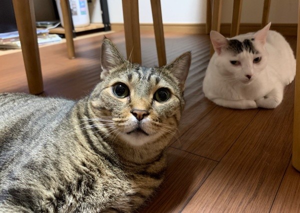 ゴローンと寝そべる（手前から）さくらくんとすみれちゃん（画像提供：さくら＆すみれさん）