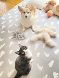 同居猫さんのちくわぶちゃんとともに（画像提供：ばなななさん）