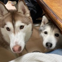 左が１才のシャンテちゃん。右が９才のシルビアちゃん。なぜかおシルちゃんの方が幼く見えます…（提供：ハマジさん）