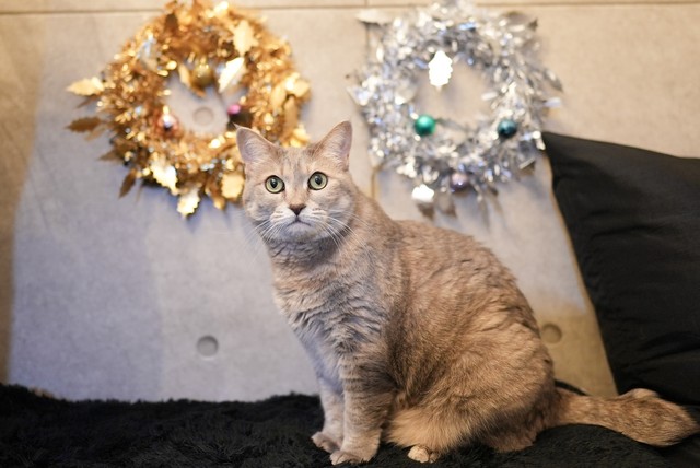 お客さんを出迎えるソフィ
