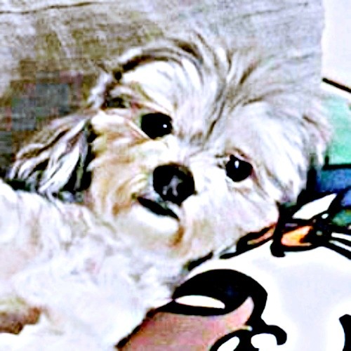 お腹丸出しで完全脱力！ ソファで爆睡するつんちゃんに注目（画像提供：つんこむさん）