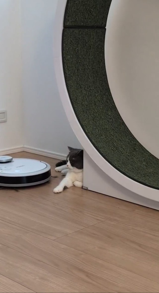 落ち着いてロボット掃除機を見やり…（画像提供：コテツとまるさん、動画よりキャプチャ）
