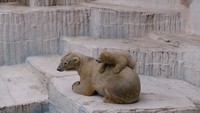 モモに何をされても許す優しいバフィン（20150407 天王寺動物園提供）