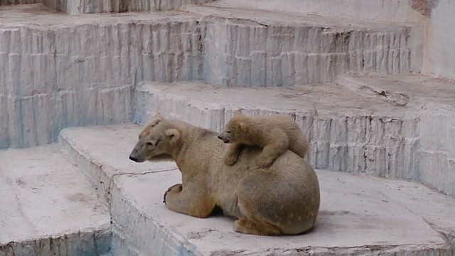 モモに何をされても許す優しいバフィン（20150407 天王寺動物園提供）