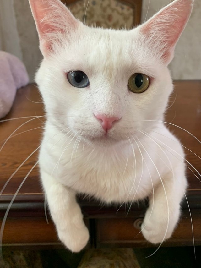 ロウネーンです（提供写真）