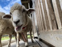 もぐもぐしているのかな？（提供：イングランドの丘 動物スタッフ【公式】さん）