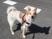 こんないい笑顔を見せてくれるようになったもと保護犬、たろちゃん（提供：雑種犬はいいぞ すべての犬はいいぞさん）