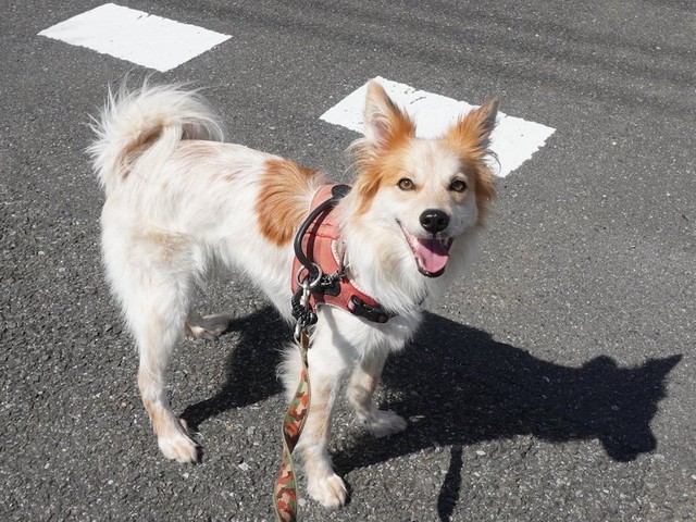 こんないい笑顔を見せてくれるようになったもと保護犬、たろちゃん（提供：雑種犬はいいぞ すべての犬はいいぞさん）