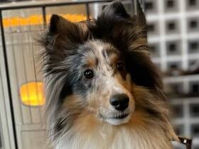 おやつもよろしくね　カフェでくつろぐシェットランドシープドッグ「ティノ」