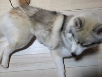 【トリミング後】太もものもふもふもすっきり！（画像提供：春（はる）ハスキー さん）