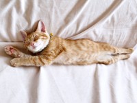 保護1週間後、安心してすやすや眠るミックくん（画像提供：ミックという猫さん）