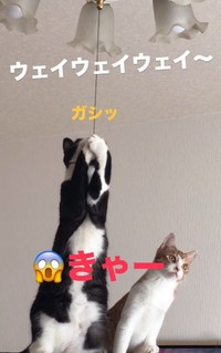 こちらはそらくんがやんちゃしているところを、カイくんが見守っています…（大山しるこさん提供、Instagramよりキャプチャ撮影）
