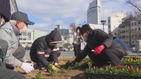 JR高松駅前に約1200株の「ビオラ」植えつけ　香川