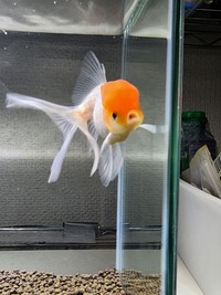 「キョン」という名前をつけられ、じゃがいもいんこさん宅で元気に暮らしている金魚（じゃがいもいんこさん提供）