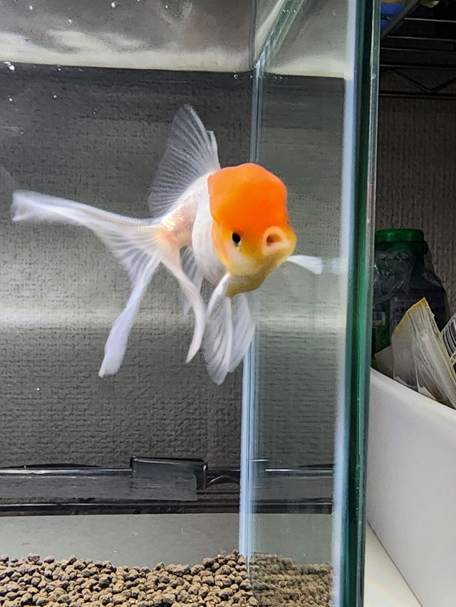 「キョン」という名前をつけられ、じゃがいもいんこさん宅で元気に暮らしている金魚（じゃがいもいんこさん提供）
