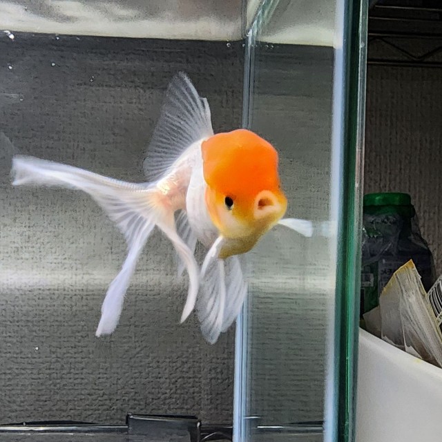 「キョン」という名前をつけられ、じゃがいもいんこさん宅で元気に暮らしている金魚（じゃがいもいんこさん提供）